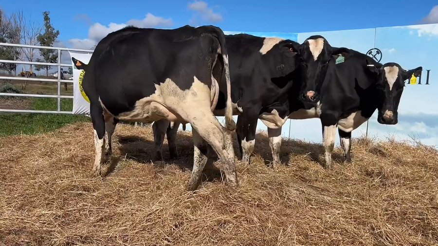 Lote VACAS PARIDAS CABAÑA MANGADO