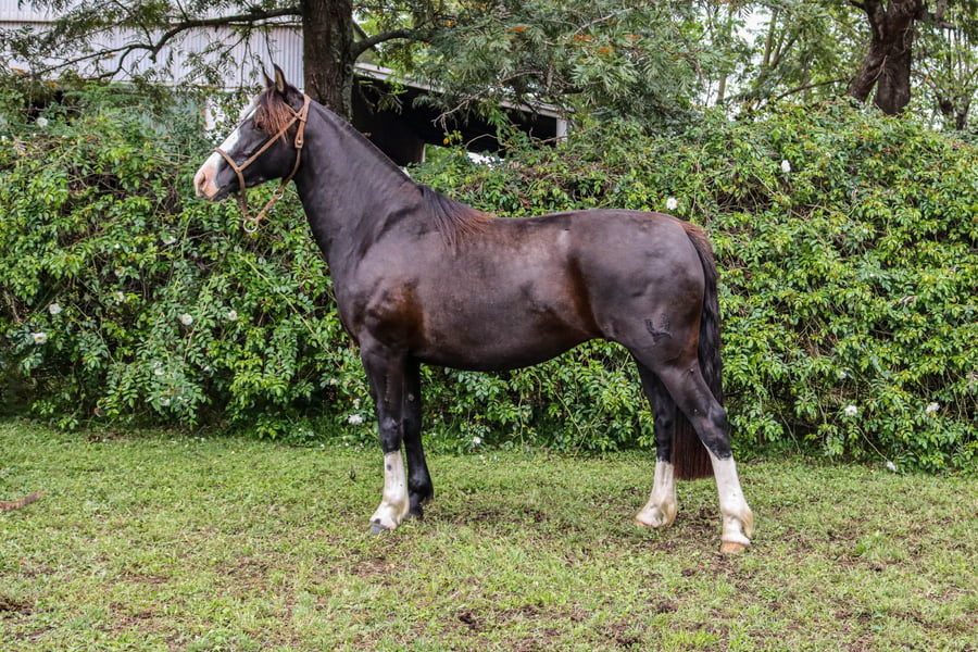 Lote RP 3477 - PORÁ JIMENA