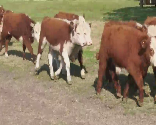 Lote 130 Terneros en Entre Ríos, Villaguay