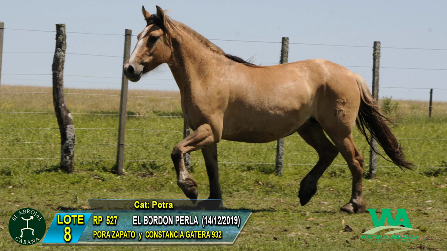 Lote BORDON PERLA