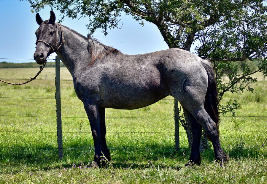 Lote Quincha De Los Relinchos 1027