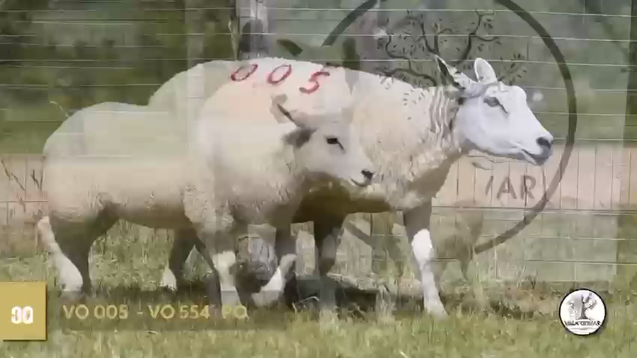 Lote 2 Borregas a remate en Texel Don Amilcar y Villa Olivar, Canelones