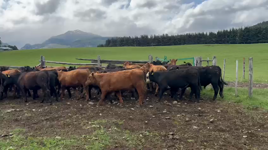Lote 60 Novillo Engorda en Coyhaique, XI Región Aysén