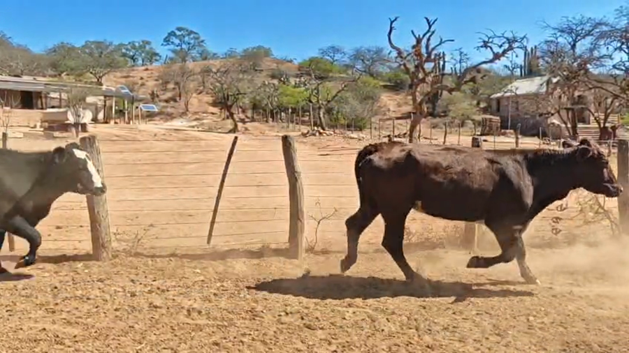 Lote 27 Vacas p/ invernar en Salta, Gral. Güemes