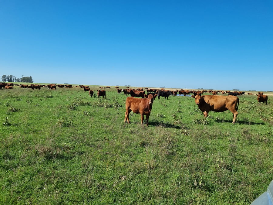 Lote 64 Terneros/as en Tapalqué, Buenos Aires