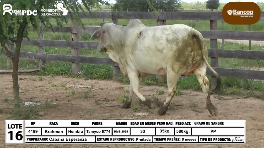 Lote Lote 16