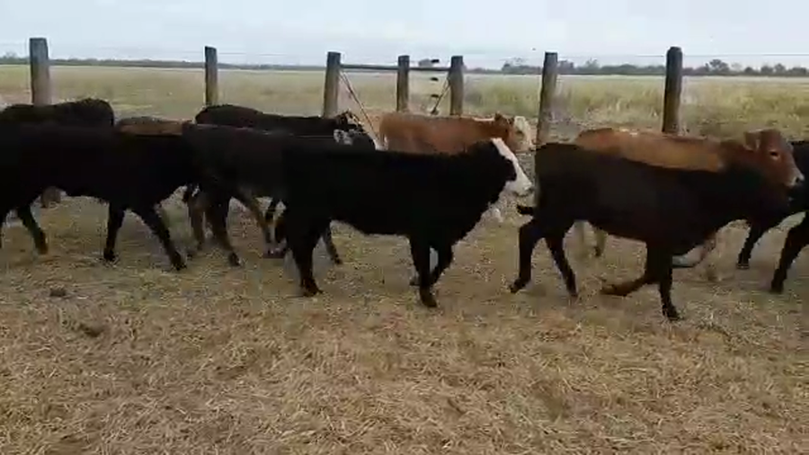 Lote 69 Terneros/as en Añatuya, Santiago del Estero
