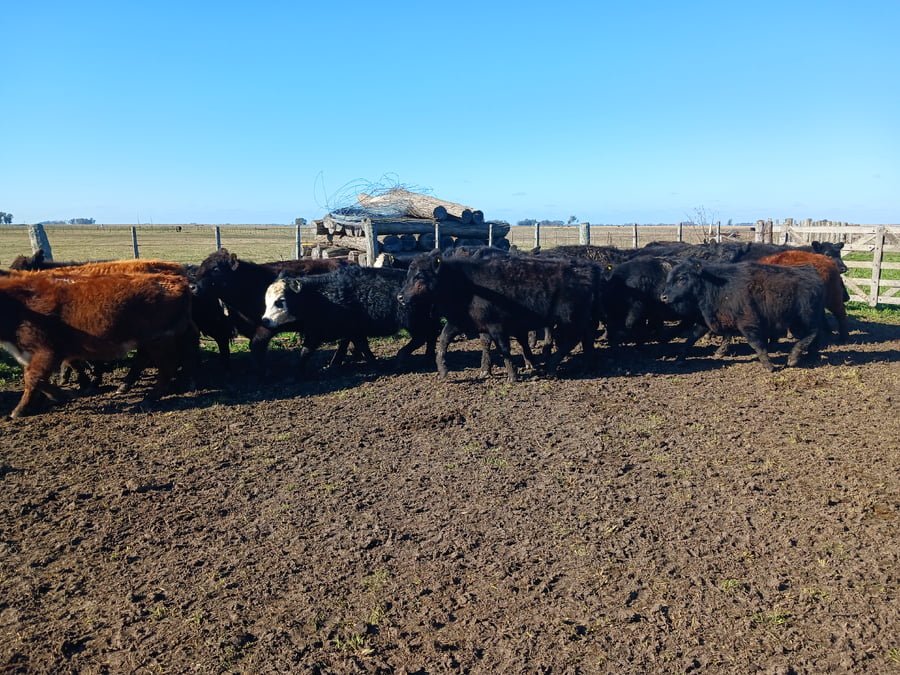 Lote 21 Terneros/as en Rauch