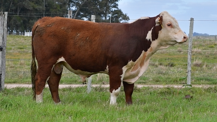 Lote Toros Hereford