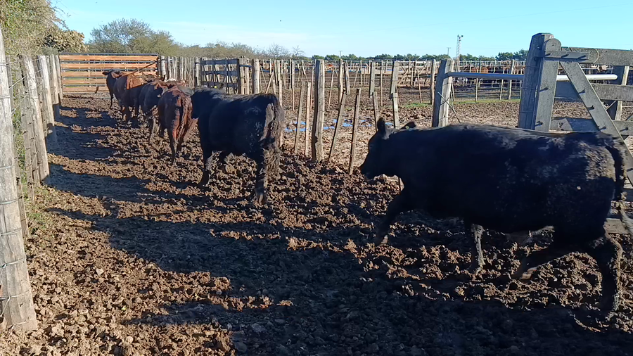 Lote 45 Novillitos y vaquillonas Braford y sus cruzas en Cululú, Santa Fe
