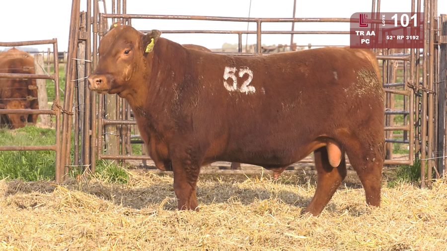 Lote TOROS ANGUS COLORADOS  PC