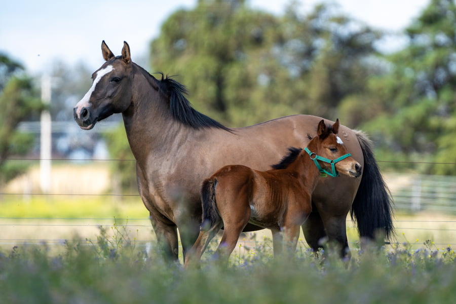 Lote DON ERCOLE LUMINARIA