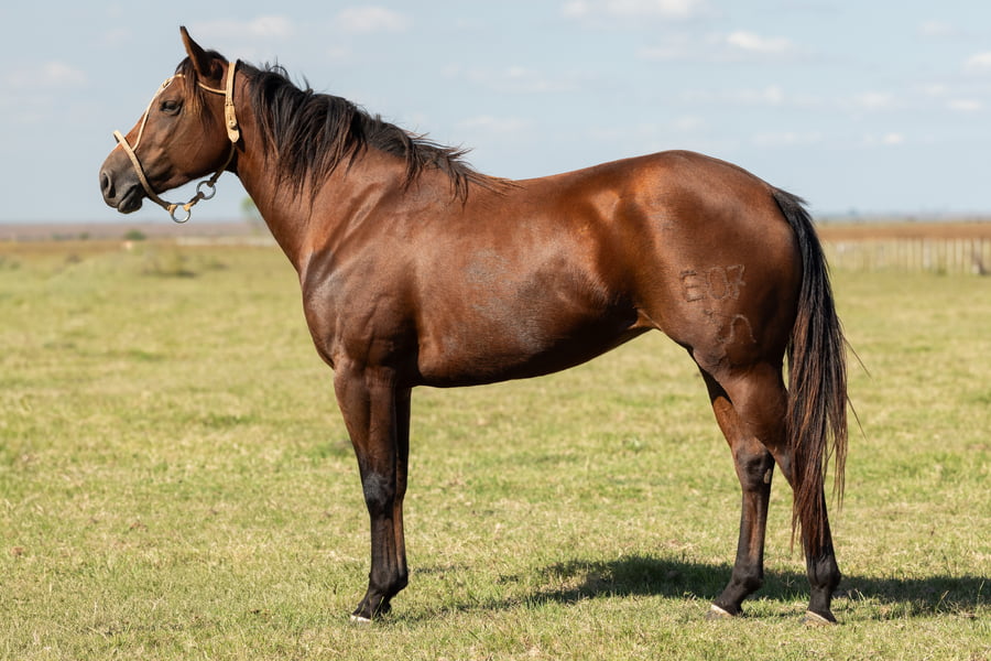 Lote AGUAY PASIONARIA LE