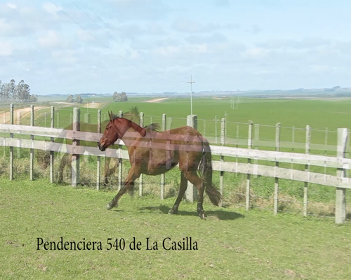 Lote PENDENCIERA 540 DE LA CASILLA