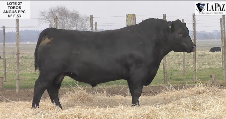 Lote TOROS PUROS POR CRUZA