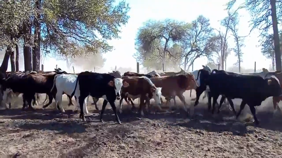 Lote 76 Terneros/as