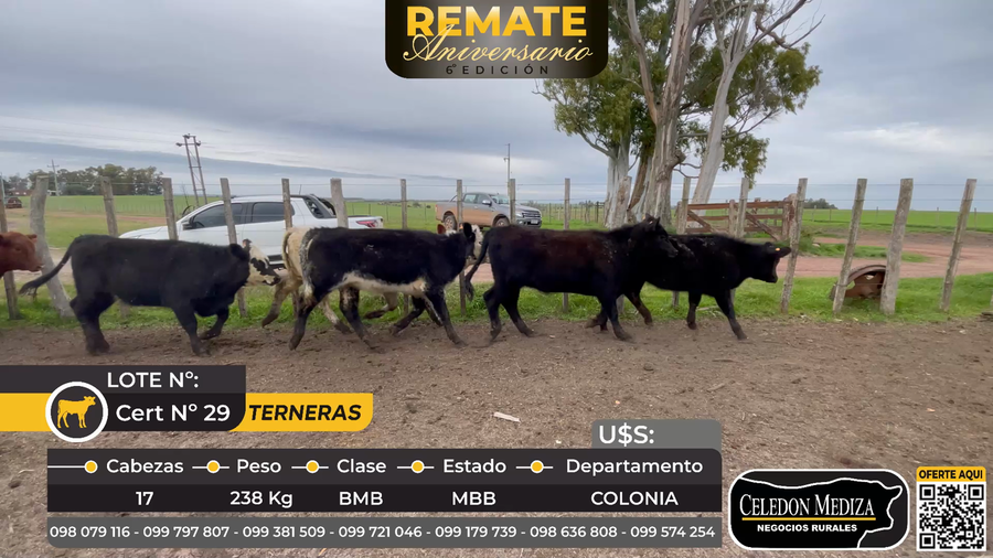 Lote 17 Terneros y Terneras en Colonia