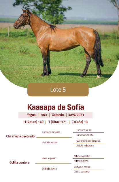 Lote LOTE 5