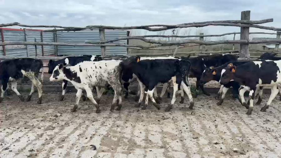 Lote TERNEROS