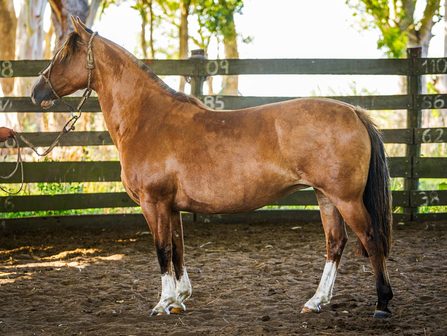Lote SANTACRUCEÑA ABANDERADA
