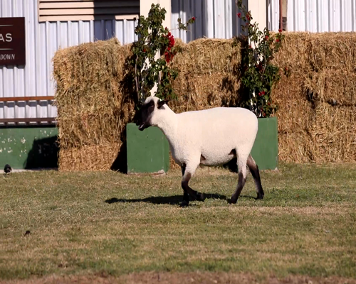 Lote Borregas a remate en Cabaña Las Brujas, San José