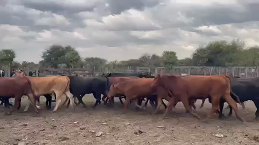 Lote 60 Vaquillonas preñadas en Pto. Eva Perón, Chaco