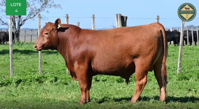 Lote TOROS RP 1065 1067 1097