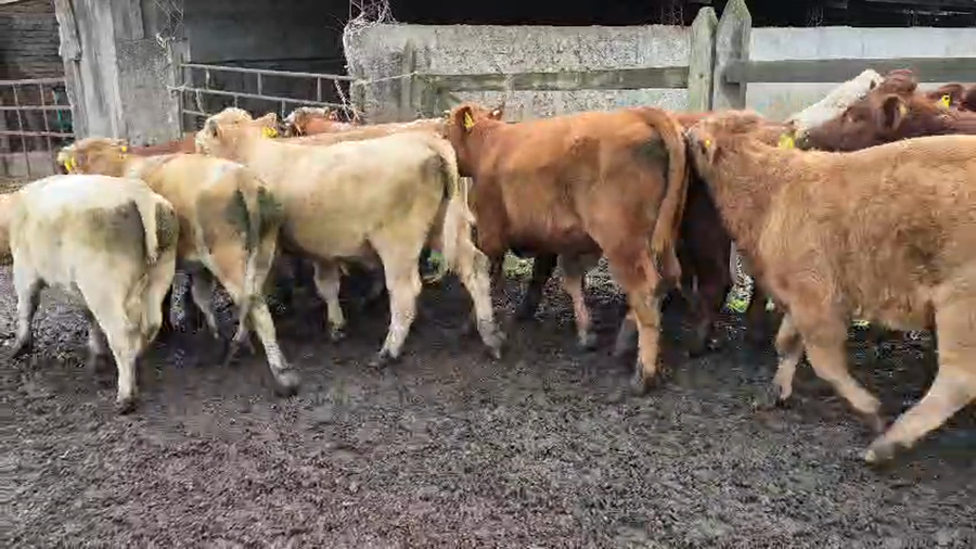 Lote 51 Novillo Engorda en Vilcún, IX Región Araucanía