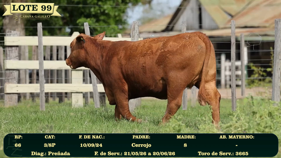 Lote LOTE 99