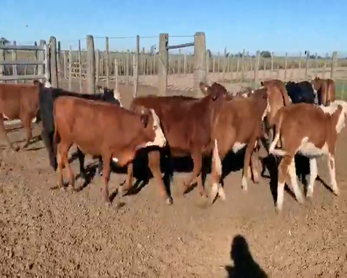 Lote 200 Terneras en Tostado, Santa Fe