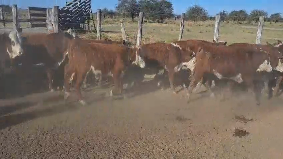 Lote 60 Terneros