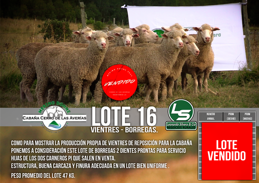 Lote LOTE 16