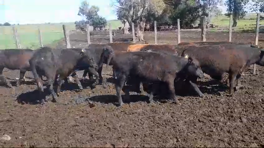 Lote (Vendido)9 Terneras ANGUS a remate en #50 Pantalla Carmelo 200kg -  en SANTA ELENA