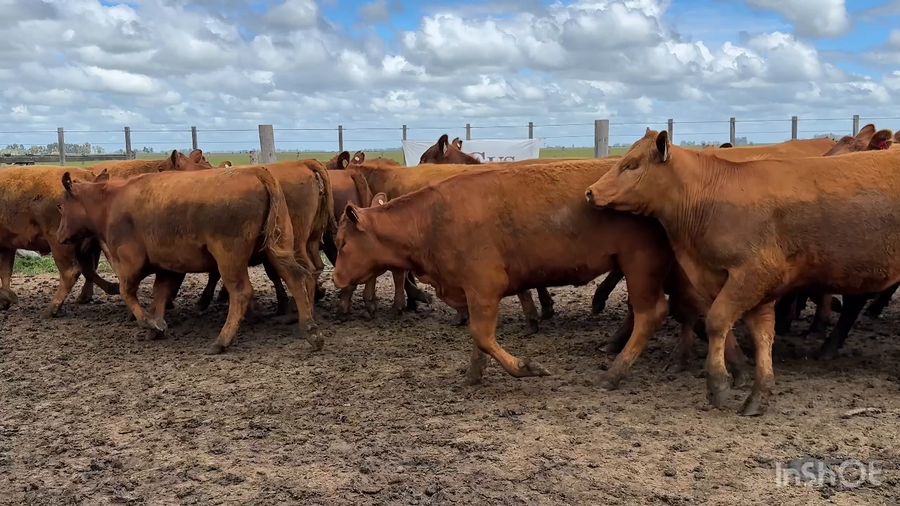 Lote 55 Vaquillonas