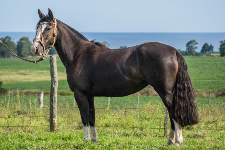 Lote CONSTANCIA RONCADORA 1723