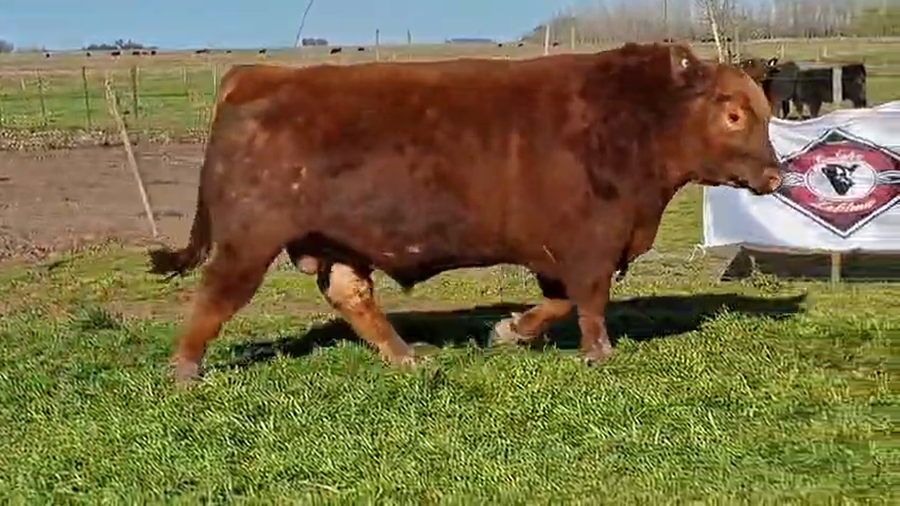 Lote Toro Puro de PEDIGREE