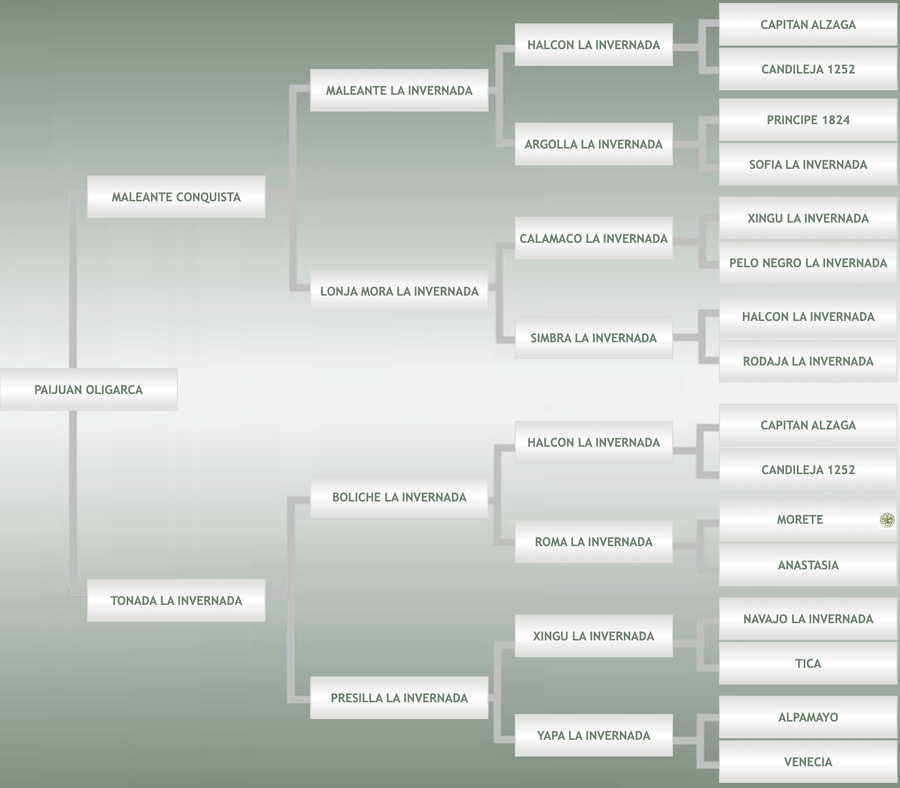 Lote Paijuan Oligarca