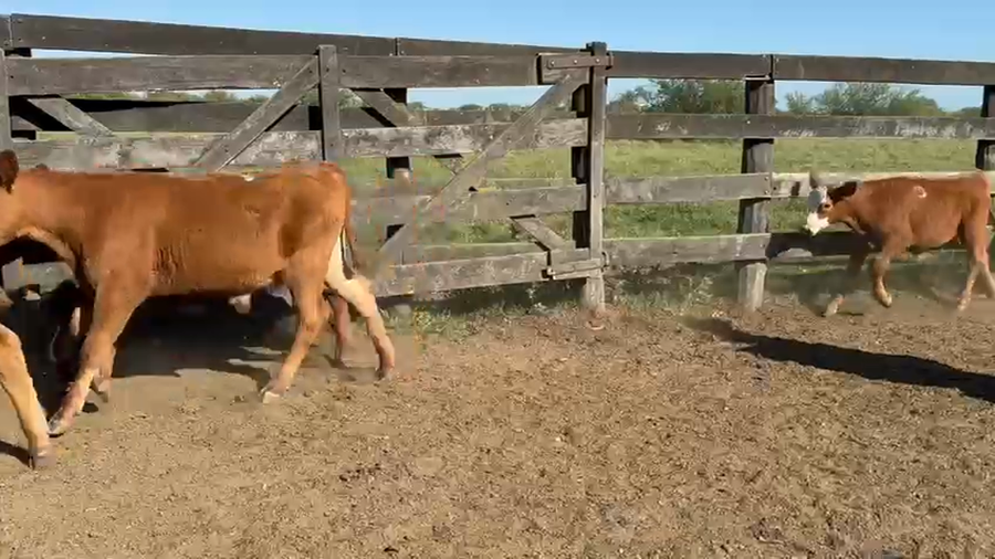 Lote 140 Terneros en Entre Ríos, Los Conquistadores