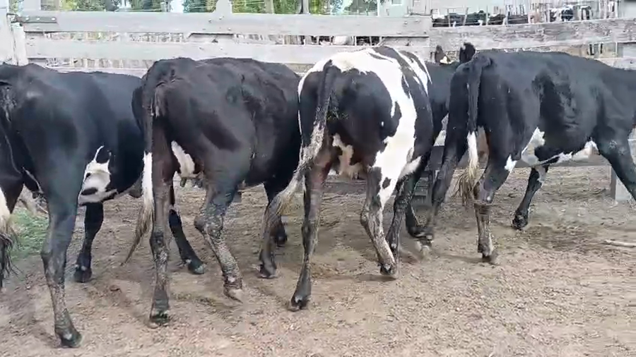 Lote 4 Vaquillonas  a remate en Pantalla Camy - Aniversario 31 Años 450kg - , San José