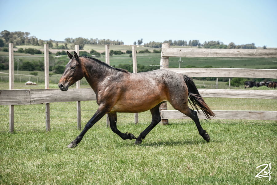 Lote DINAMITA MOLLES