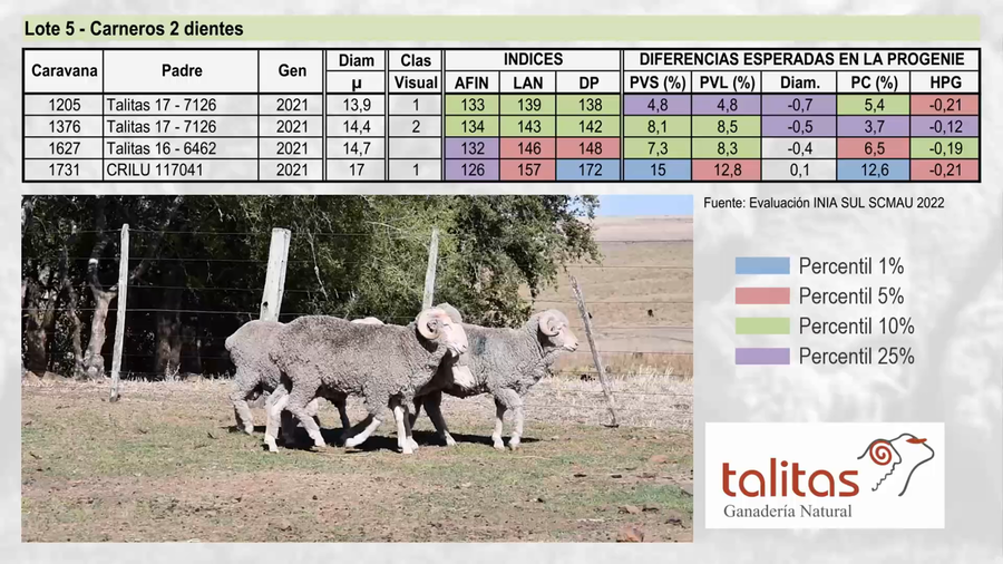 Lote Lote 5 - TALITAS