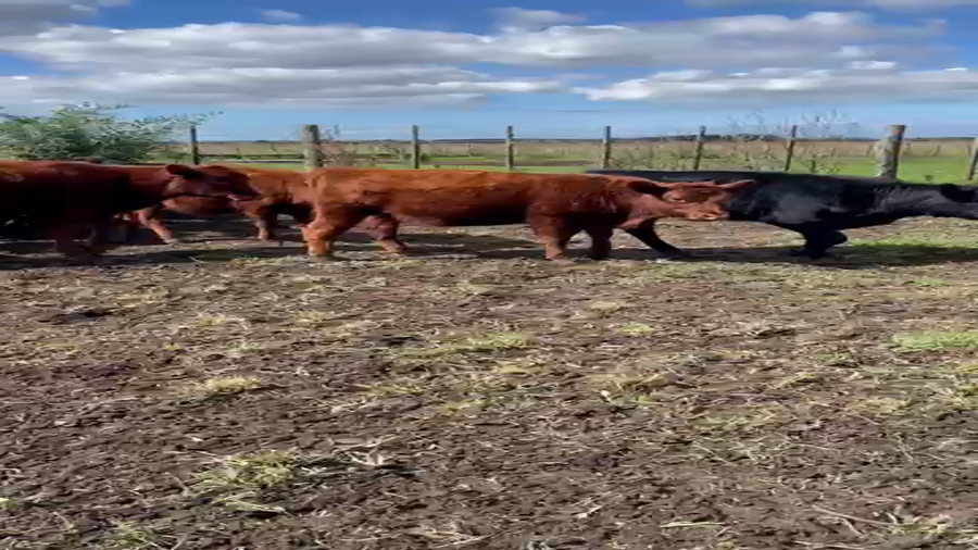 Lote 80 Terneros/as en Buenos Aires, Gral. Madariaga