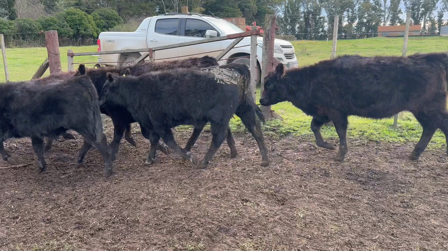 Lote 70 Terneros/as en Tres Arroyos, Buenos Aires