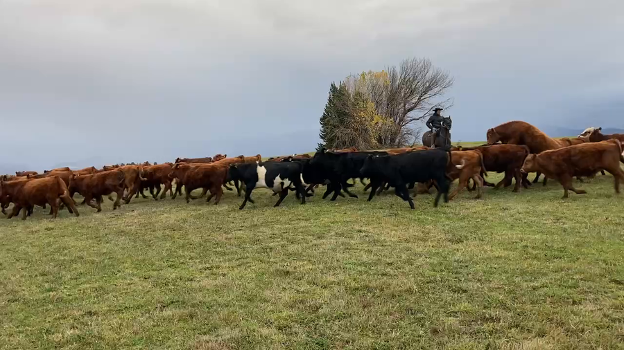 Lote 90 Ternero en Coyhaique, XI Región Aysén