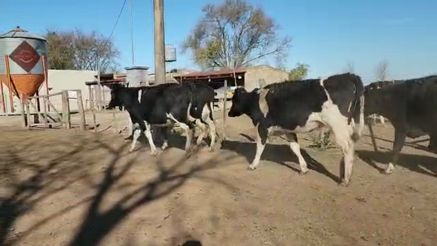 Lote Est. Don Osvaldo - Vaq. Preñadas