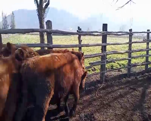 Lote 51 Ternero en Curicó, VII  Región Maule
