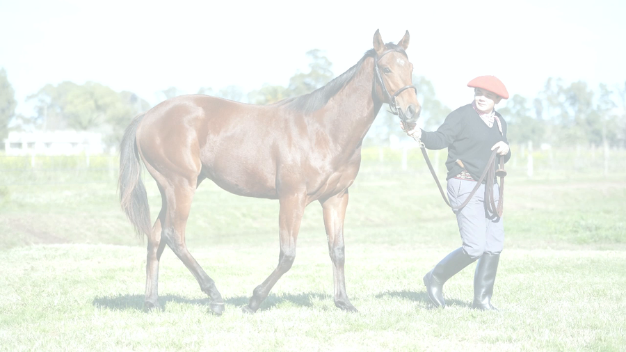 Lote NICOLINO NIK (NICODEMUS -  VIRGINIA JOHAN)