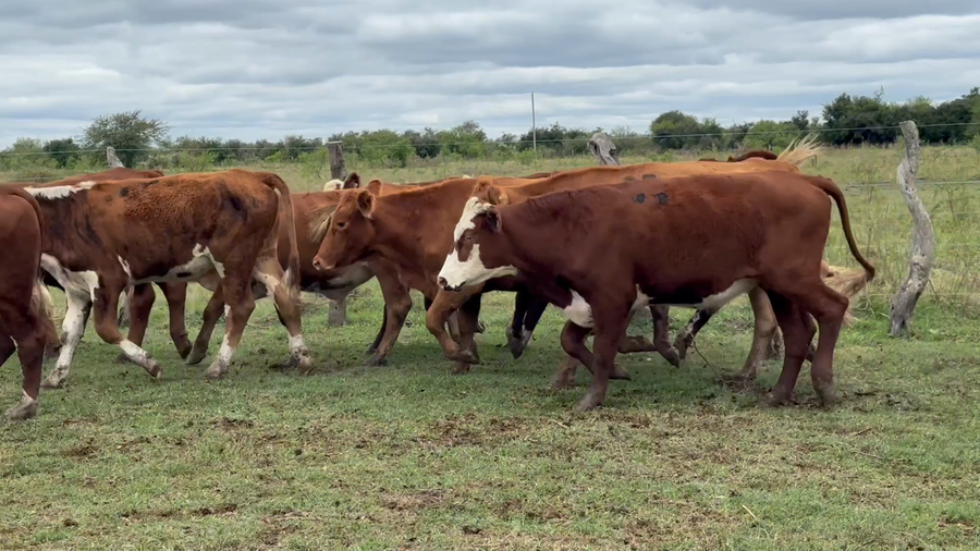 Lote 170 Novillitos en Corrientes, Mercedes