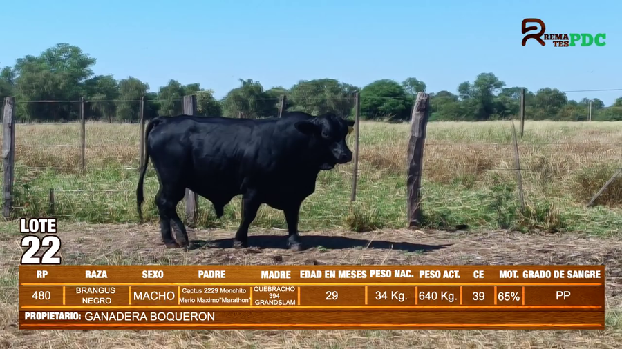 Lote TORO BRANGUS NEGRO - GANADERA BOQUERON
