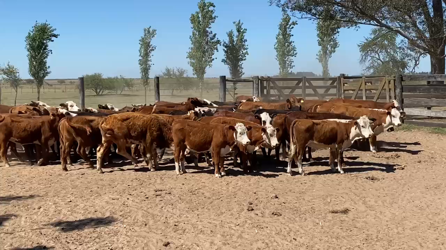 Lote 70 Terneros/as en Corrientes, Esquina